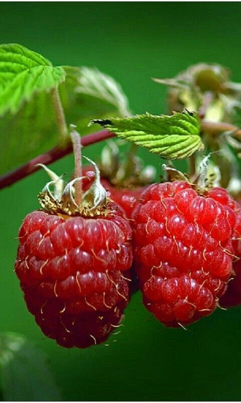 مدل رنگ روغن اورژینال